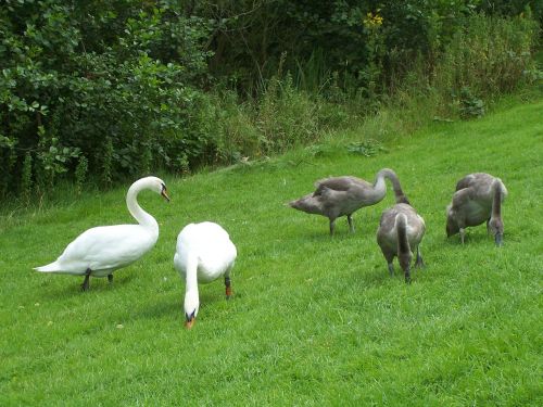 mute swan family cygnus olor swans