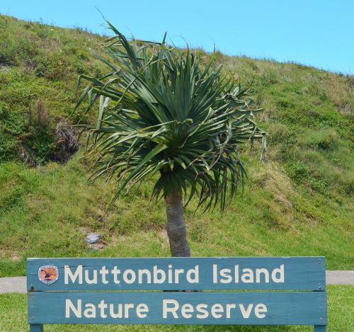 muttonbird australia muttonbird island
