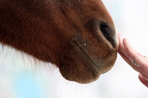 muzzle horse female hand strokes