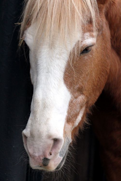 muzzle horse horse's head the nostrils