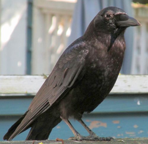 My Crow