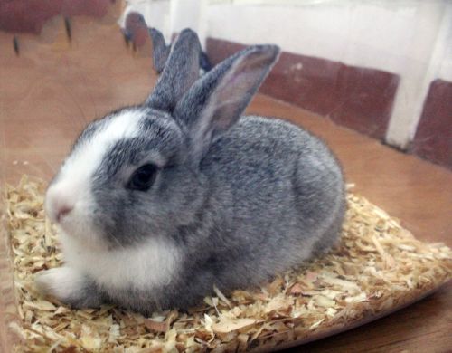 My Cute Bunny Pet