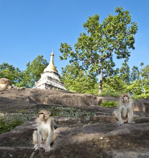 myanmar monkeys asia