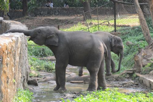 elephant zoo drinking water
