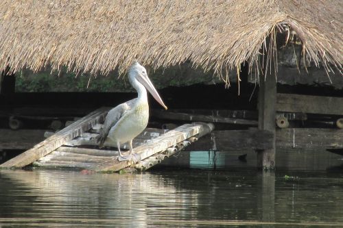 pelican bird zoo