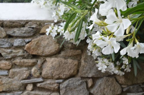 mykonos flowers stone