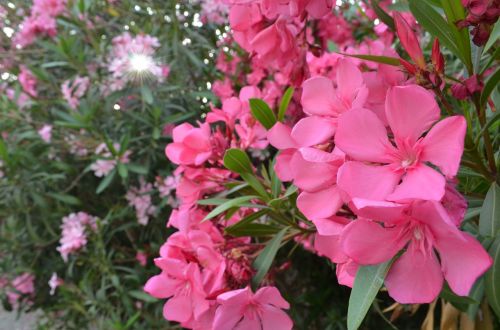 mykonos pink flower