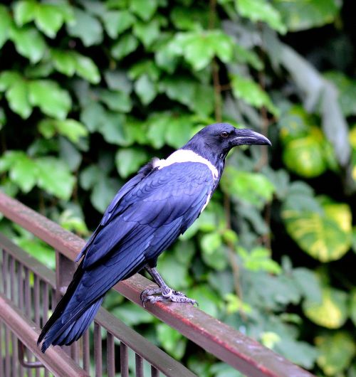 mynah bird fly