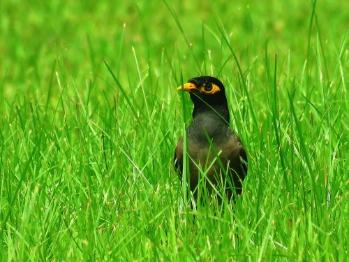 mynah bird garden