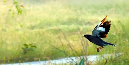 mynah flying bird