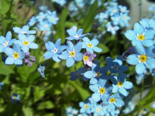 myosotis forget-me-not flower