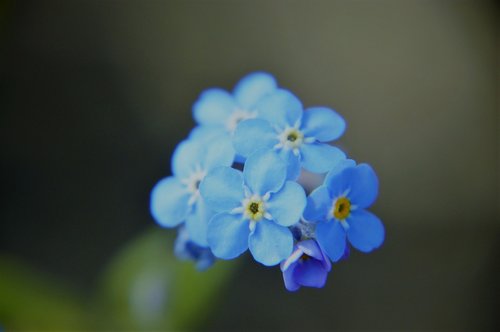 myosotis  blue  flower