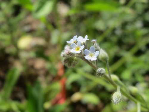 myosotis arvensis field forget-me-not wildflower