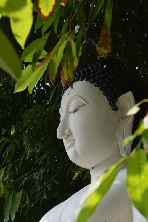 religion buddha statue