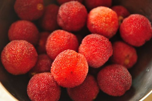 myrica rubra red fruit