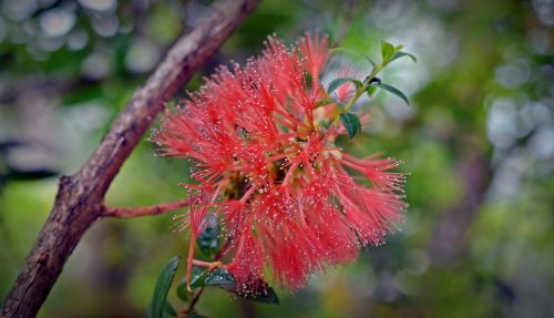 myrtaceae myrtle plant red