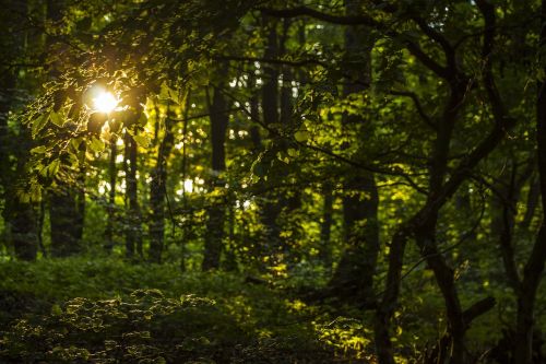 mystery forest nature