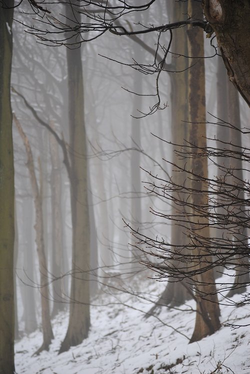 mystical  trees  forest