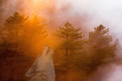 mysticism forest wolf