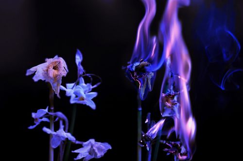 n flower fire