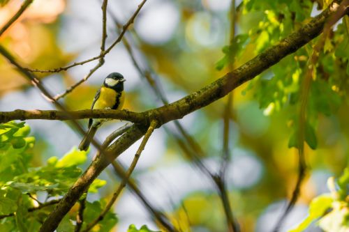 Out On A Branch 1