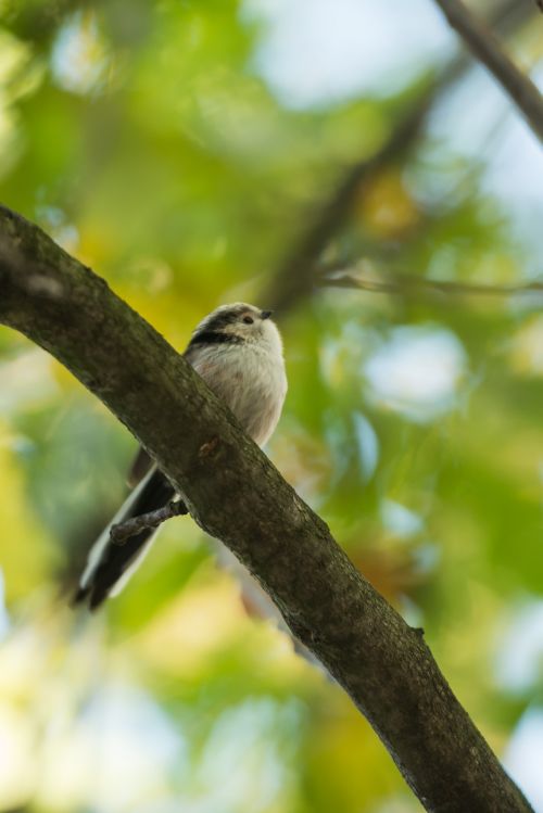 Out On A Branch