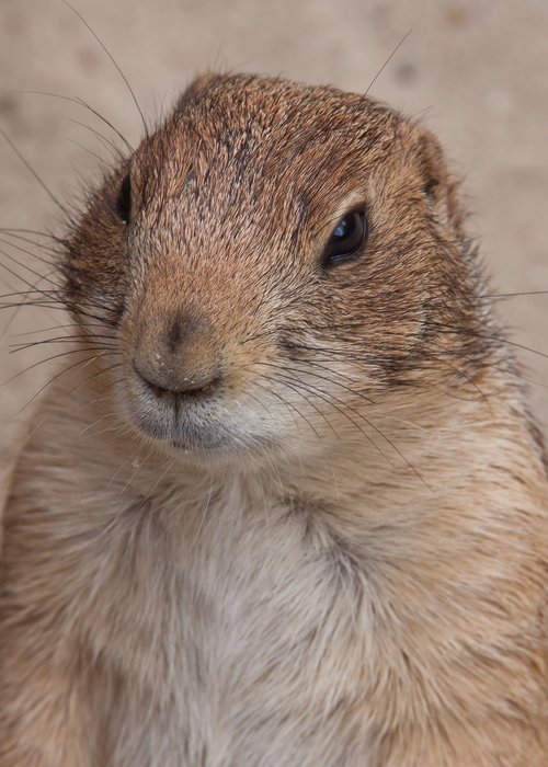 nager  marmot  wilderness