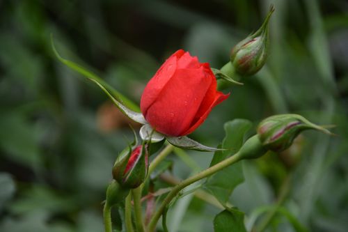 Birth Of A Flower