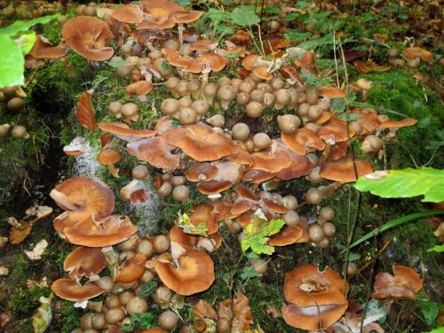 nameko mushrooms nature