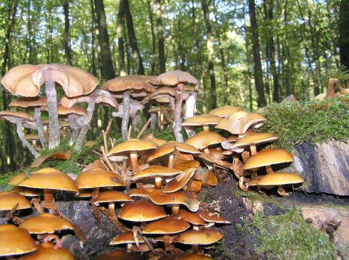 nameko mushroom forest mushroom