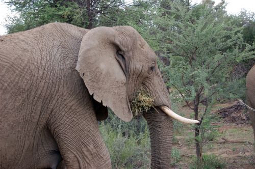 namibia elephant safari