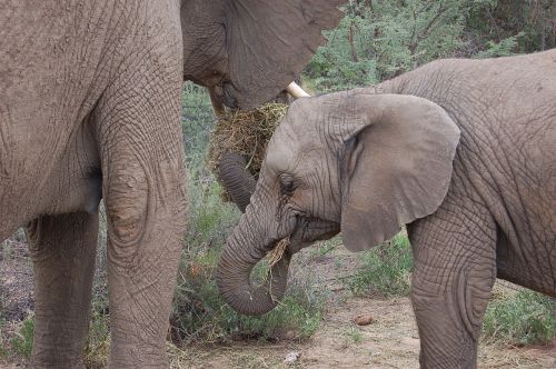 namibia elephant safari