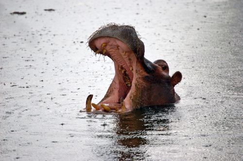 namibia hippopotamus safari