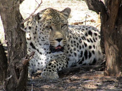 namibia leopard wildcat