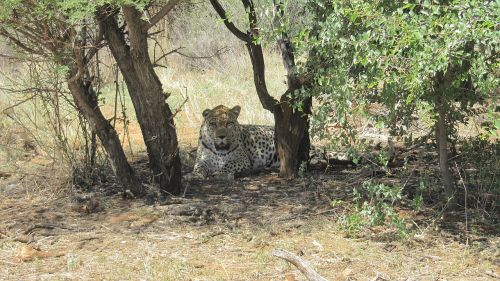 namibia leopard wildcat