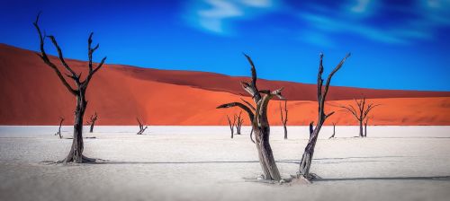 namibia wilderness tree