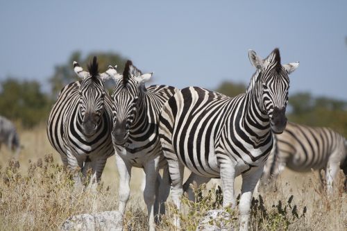 namibia etosha national park zebra