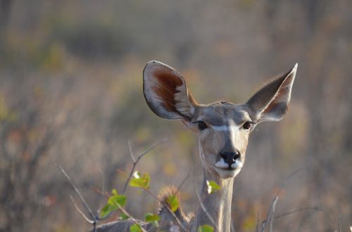 namibia antelope africa