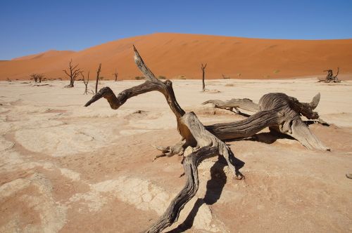 namibia africa namib desert