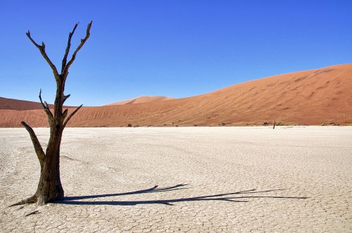 namibia death vlei tree
