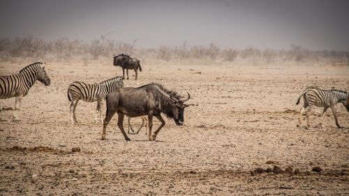 namibia wildlife africa