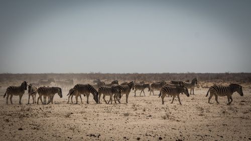 namibia wildlife africa