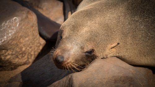 namibia wildlife africa