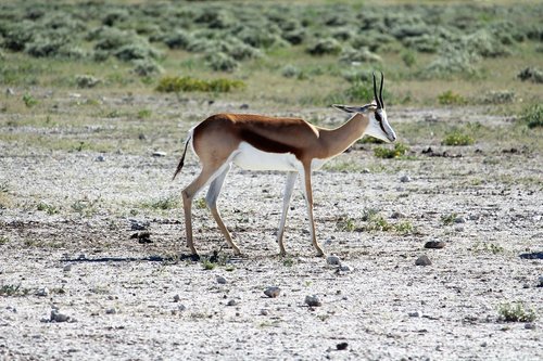 namibia  etosha  national park