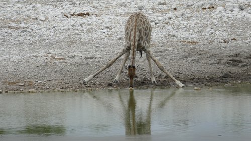 namibia  giraffe  animal