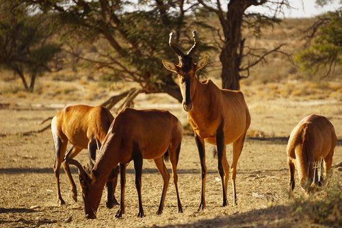 namibia  nature  wildlife