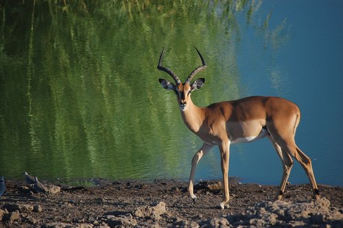 namibia  etosha  africa