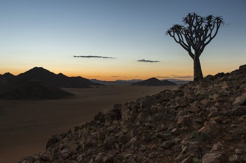 namibia  quiver tree  sunset