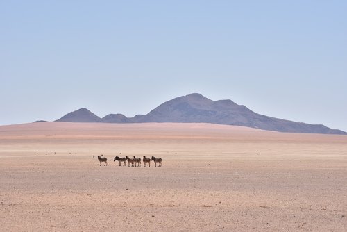 namibia  zebra  africa