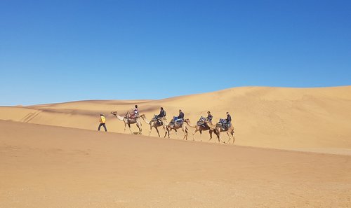 namibia  camel  desert